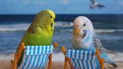 Картинки смешные попугаев (48 фото) » Юмор, позитив и много смешных картинок