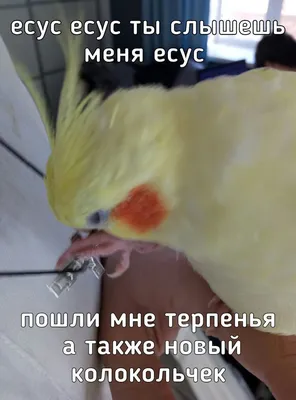 Волнистый попугай смешной - картинки и фото poknok.art