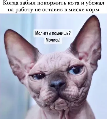 Сфинксы, кошки, мемы, юмор | Мемы, Кошки, Смешные открытки