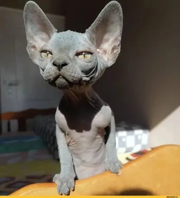 Sphynx Лысый Кот Делает Смешное Лицо — стоковые фотографии и другие  картинки Сфинкс - кошка - Сфинкс - кошка, Без людей, Горизонтальный - iStock