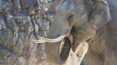 Парк слонов в Сочи - два слона и 1000 рублей за вход | Эксперт Бо | Дзен