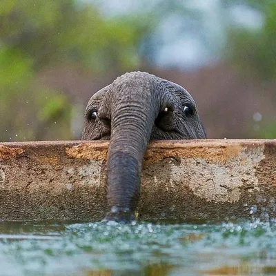 Шапито. Как улыбается слон – 10 смешных фото, чтобы просто отдохнуть |  Курьер.Среда | Дзен