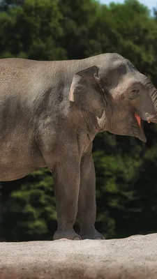 Постер смешные животные, слон думает 40х60 см FIX PICS постеры интерьерные  105234409 купить за 111 000 сум в интернет-магазине Wildberries