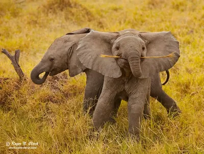 Самые смешные жалобы туристов: «возбужденный слон разрушил мой медовый  месяц»