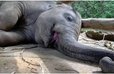 Смешной плюшевый слон» — создано в Шедевруме