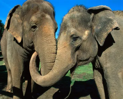 Постер смешные животные, слон думает 40х60 см FIX PICS постеры интерьерные  105234409 купить за 111 000 сум в интернет-магазине Wildberries