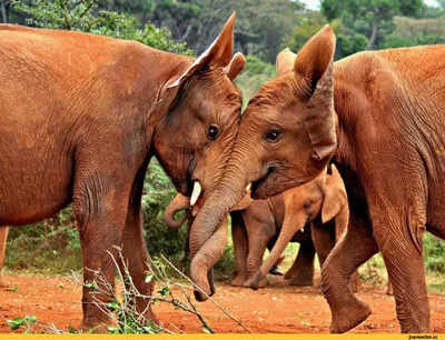 Слоны Семьи Со Смешным Ребенком — стоковые фотографии и другие картинки  Африканский слон - Африканский слон, Бивень, Гигант - Вымышленный персонаж  - iStock