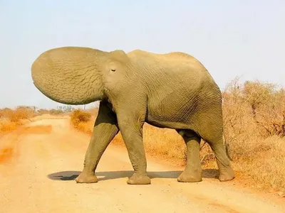 26 Слон Африканский - Cheetos: Странные и Смешные Животные