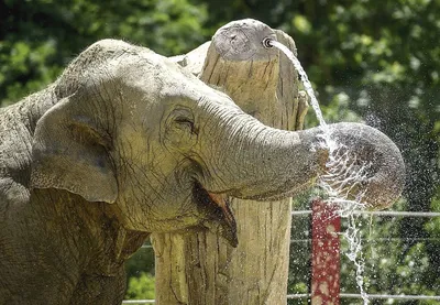 Видео: Смешные слонята играют со связанными веревкой покрышками