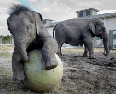 Забавные гибриды слонов в фотошопе | Сума Сбродка | Дзен