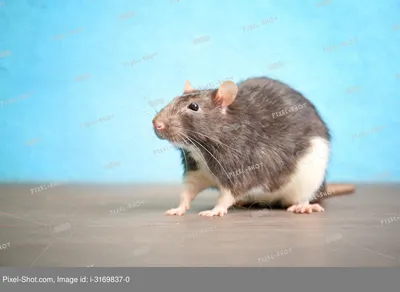 Очень смешная танцующия крыса» — создано в Шедевруме