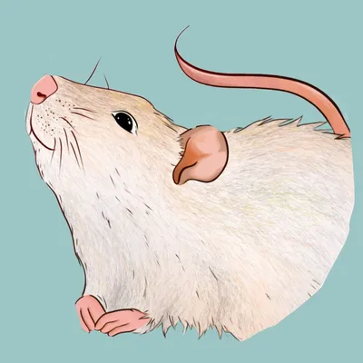 Смешная авторская открытка Vikiavelly Art \"Крысы\" - купить с доставкой в  интернет-магазине OZON (743986207)