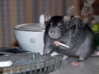 Пин от пользователя LVX на доске Ratas | Домашняя крыса, Смешные животные,  Домашние крысы