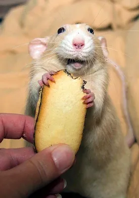 3d иллюстрация смешная мышь с плакатом стоковое фото ©karelin621 282633600