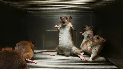 Прикольные крысы арт - 68 фото
