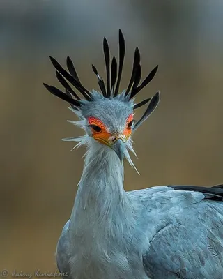 Wonderful Bird Photography by Jainy Maria | Смешные птицы, Фотография  питомца, Красивые существа