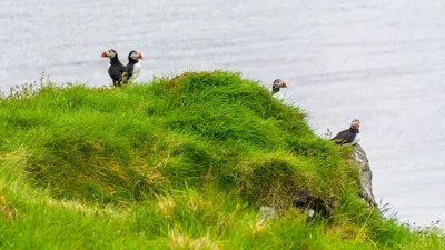 Смешные птицы ища еды в национальном парке Абруццо Стоковое Фото -  изображение насчитывающей цветасто, мирно: 142773414