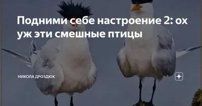 Смешные фотографии птиц, которые точно поднимут вам настроение. (15 фото) |  Илья Герасимов | Про фото и видео | Дзен