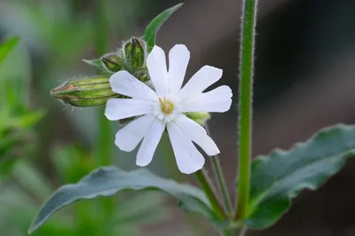 Смолевка обыкновенная (Silene vulgaris (Moench) Garcke)