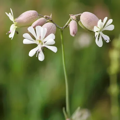 Смолёвка белая (Зеленый фонд Сочи) · iNaturalist