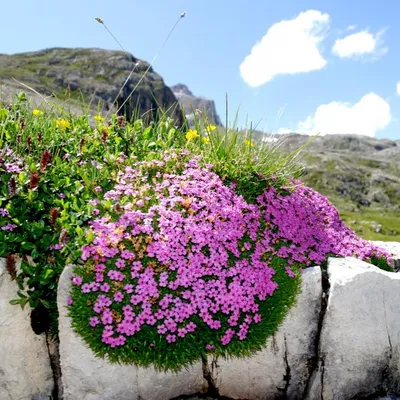 Смолевка обыкновенная (Silene vulgaris) ⋆ Сорные растения