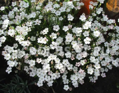 Смолёвка бесстебельная Mount snowdon - Смолёвка - GardenPlants