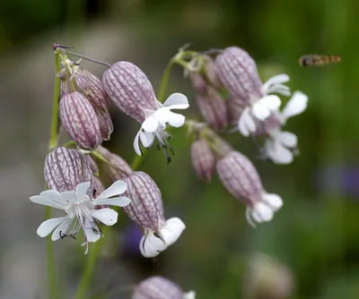 Смолевка обыкновенная (Silene vulgaris (Moench) Garcke)