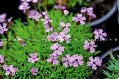 Смолевка обыкновенная (Silene vulgaris) ⋆ Сорные растения