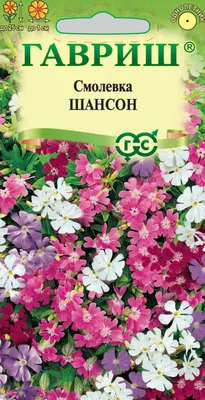 Смолевка Селена по цене от 250 купить в питомнике — САД МАЙКОП