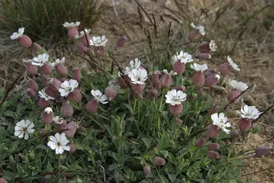 Смолевка гибридная (Silene hybrida)