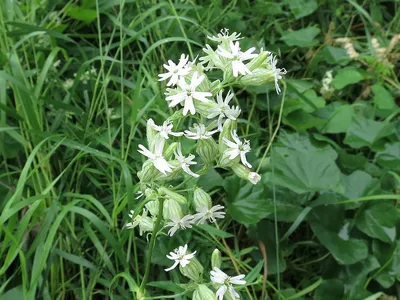 Смолёвка обыкновенная, или хлопушка (Silene vulgaris) Stock Photo | Adobe  Stock