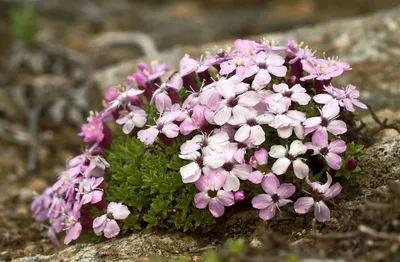 Wiki Nature - Гибралтарская смолёвка (Gibraltar Campion)... | Facebook