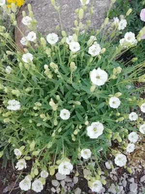 MW0160696, Silene nutans (Смолевка поникшая), specimen