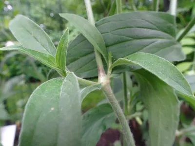 MW0066250, Silene repens (Смолевка ползучая), specimen