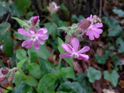 Смолевка обыкновенная (Silene vulgaris) ⋆ Сорные растения