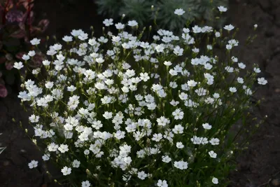 Смолёвка коническая / Silene conica (conomaritima) / Sand … | Flickr