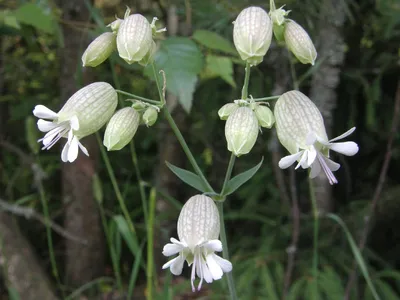 Смолёвка приморская (Silene uniflora) - PictureThis