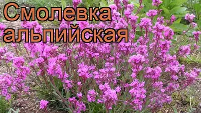 Цветы с мая до сентября - засухоустойчивая и ароматная родственница  гвоздики - смолёвка | Что посадить? | Дзен