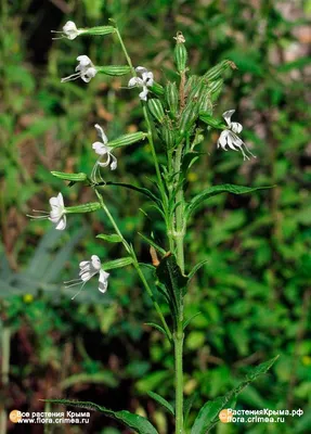 MW0177584, Silene parviflora (Смолевка мелкоцветковая), specimen