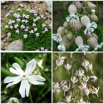 Смолевка гибридная (Silene hybrida)