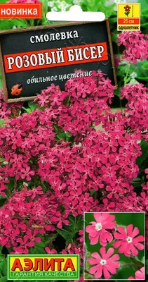 Вертикордия — Смолевка приморская (Silene maritima)