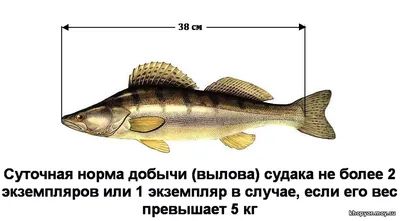 Мой блог. Москва-река много лет спустя. Pontoon21 Sixentida. 17 января 2017  г. Рыболовный блог