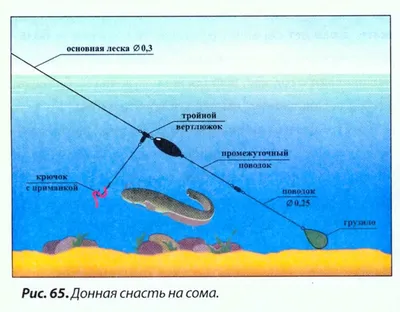 Снасть донная \"На сома \" для ловли сома на живые насадки (200 грамм) -  купить с доставкой по выгодным ценам в интернет-магазине OZON (1324048171)