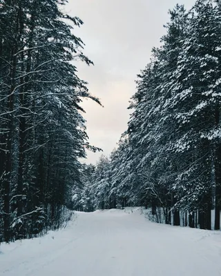 Снег в лесу фото фото