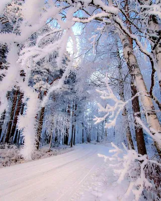 Снегопад в лесу (82 фото) - 82 фото