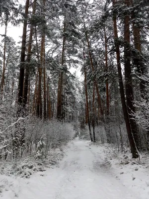 Первый снег в лесу — Фото №1427530