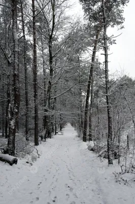 первый снег, пора в лес… — DRIVE2