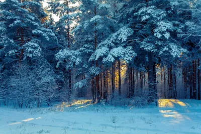 Первый снег в лесу :: Николай Николенко – Социальная сеть ФотоКто
