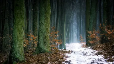 Первый снег в лесу. Фотограф Чаланов Иван