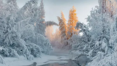 зимнее утро снег в лесу и замерзший озерный ручей болота на рассвете  Стоковое Изображение - изображение насчитывающей озеро, замерзать: 220441553